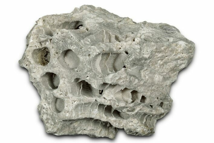 Silurian Dolostone w/ Sparkling Fossil Coral (Fletcheria) - Ohio #346094